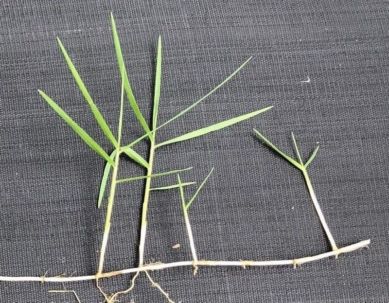 Its Name Comes From Sharp, Torpedo-Shaped Rhizomes