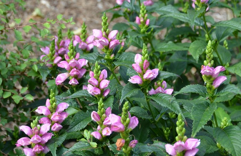 It's Native To North Carolina's Wet Woods And Streambanks It's Native To North Carolina's Wet Woods And Streambanks