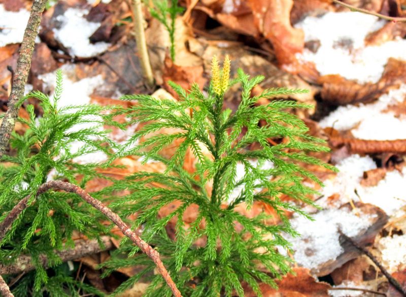 Its Needles Take On A Reddish-Bronze Tint In Winter