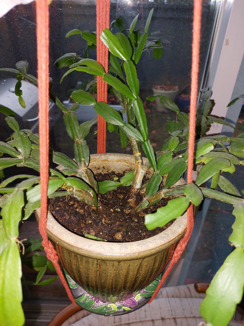 Its Nights Aren’t Long Enough Its Nights Aren’t Long Enough