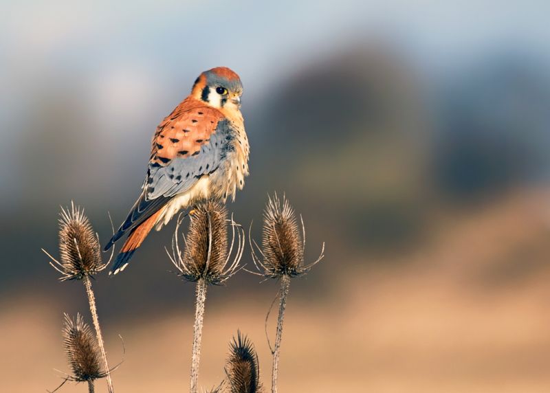 It’s North America’s Smallest Falcon