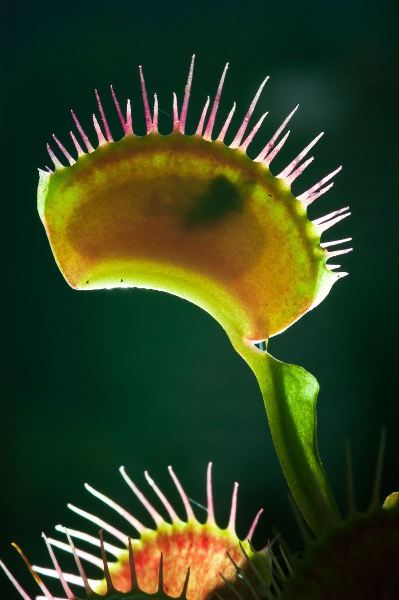 It's North Carolina's Official Carnivorous Plant