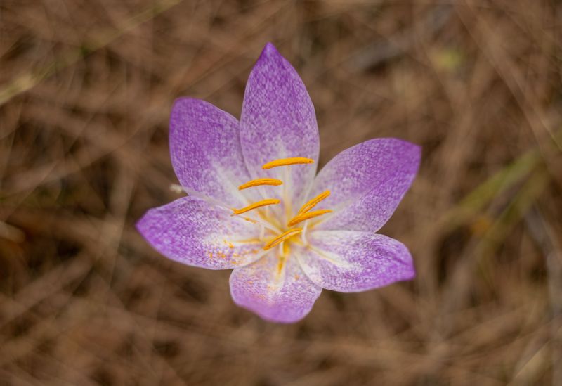It's Not A True Crocus, And It's Highly Toxic