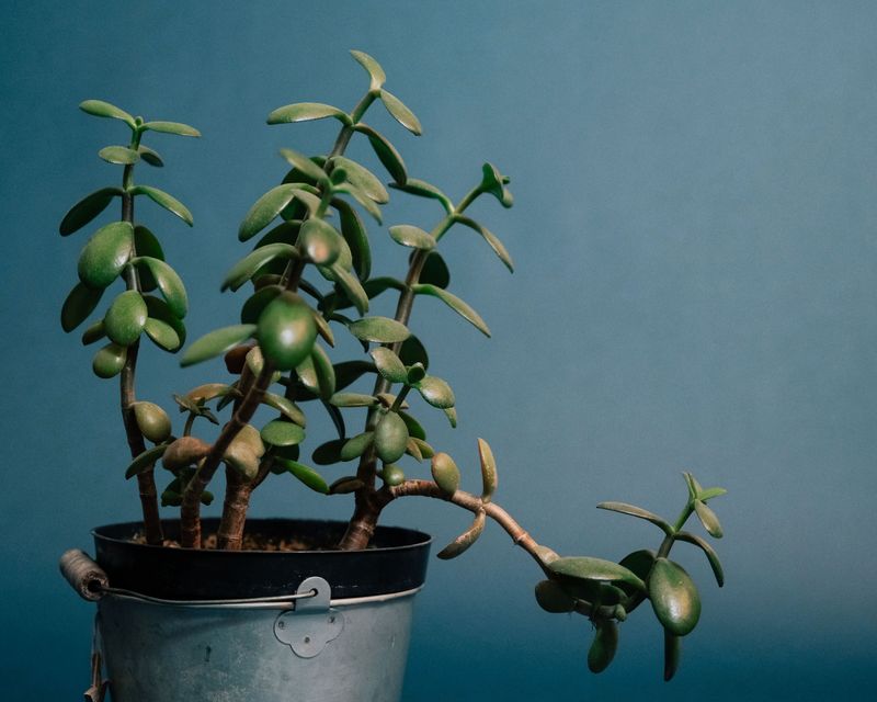 It's Not Getting Enough Light Indoors It's Not Getting Enough Light Indoors