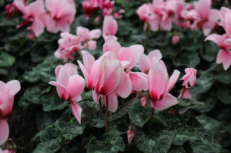 It's Not The Same As Florist Cyclamen It's Not The Same As Florist Cyclamen