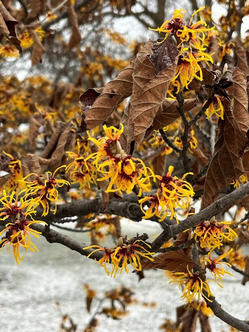 It’s One Of The Last Woody Plants To Bloom Each Year