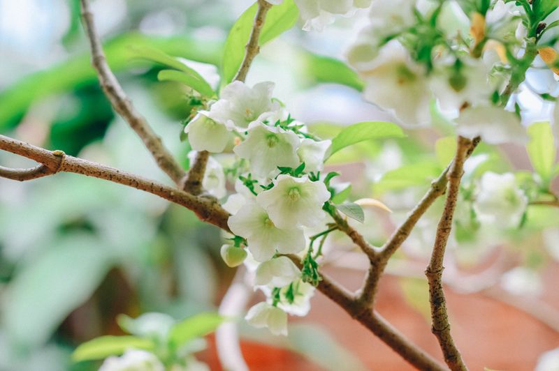 It's Rarely Found At Big Garden Centers It's Rarely Found At Big Garden Centers