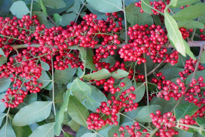 Its Red Berries Earned It The Name Florida Holly