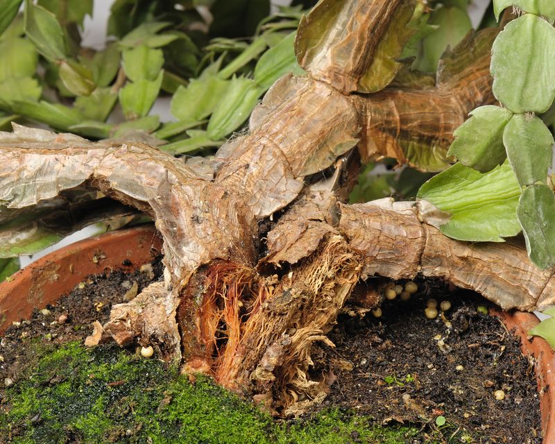 Its Roots Are Rotting Its Roots Are Rotting