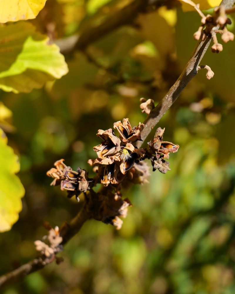 Its Seed Pods Pop Open With An Audible Snap Its Seed Pods Pop Open With An Audible Snap