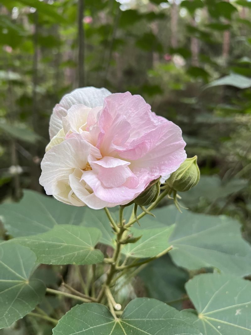 Its Southern Nickname Hides Roots In China Its Southern Nickname Hides Roots In China
