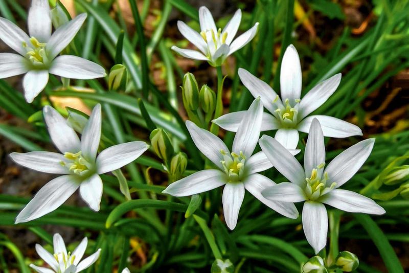 It’s Still Sold As A Spring-Flowering Bulb