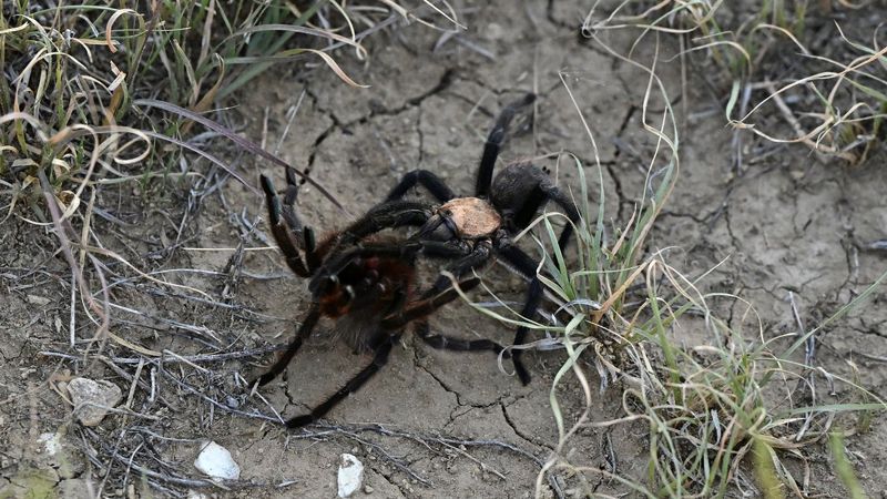 It's Tarantula Mating Season