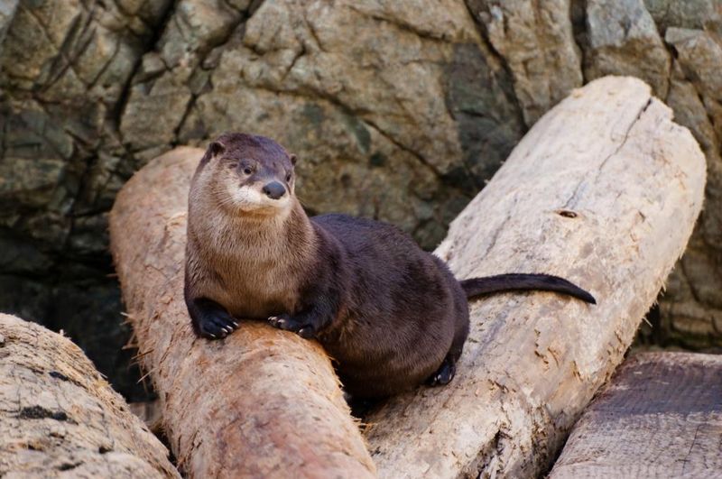 It’s The First Bronx River Otter In About A Century It’s The First Bronx River Otter In About A Century
