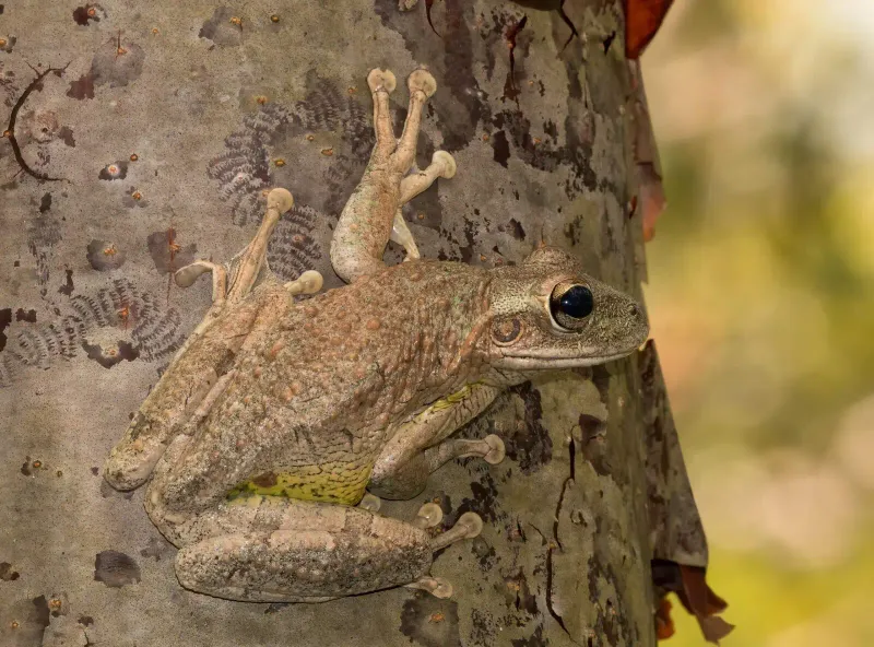 It’s The Largest Treefrog In Florida