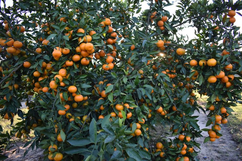 It's The Most Cold-Hardy Commercial Citrus