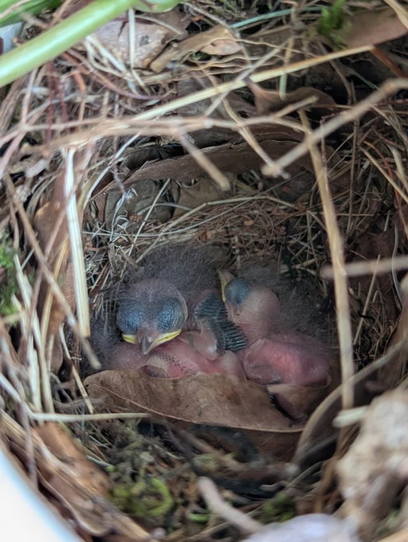 Its Thickets Give Birds Cover And Nesting Spots Its Thickets Give Birds Cover And Nesting Spots