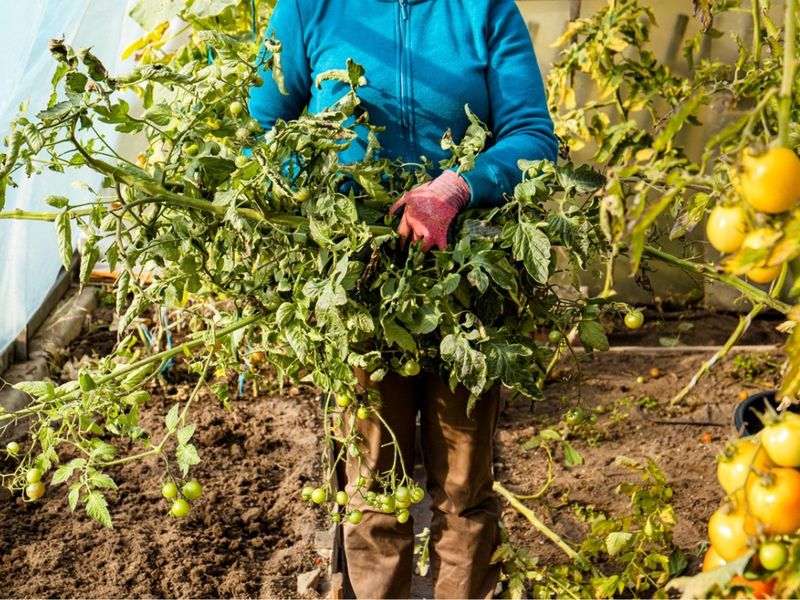 It's Time To Clean Up Spent Plants It's Time To Clean Up Spent Plants