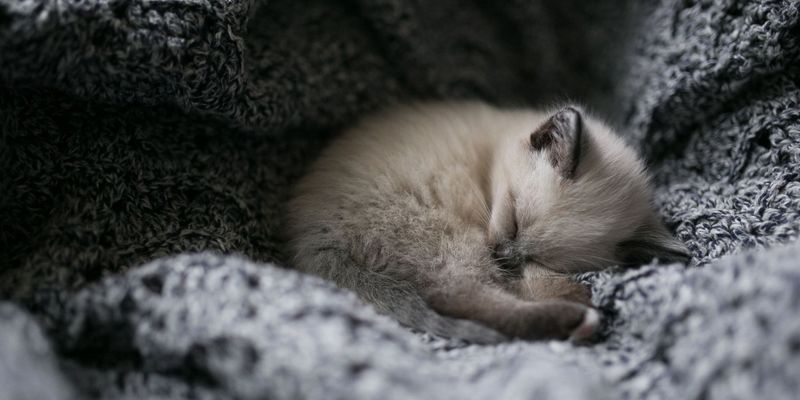 It's Time To Keep Small Pets Indoors At Night