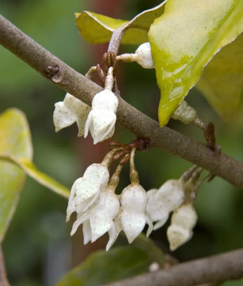 Its Tiny, Tubular Flowers Tuck Under Silvery Leaves Its Tiny, Tubular Flowers Tuck Under Silvery Leaves