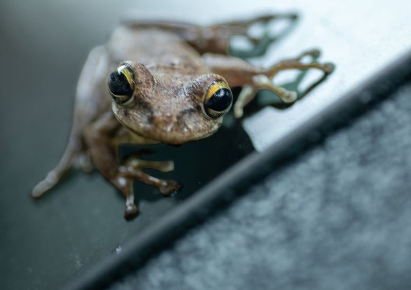 Its Toe Pads Are Far Bigger Than A Native Frog’s