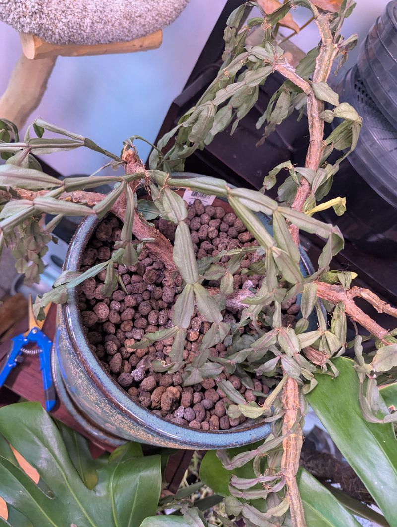 It's Too Dry It's Too Dry