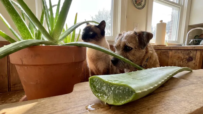 It’s Toxic To Cats And Dogs It’s Toxic To Cats And Dogs