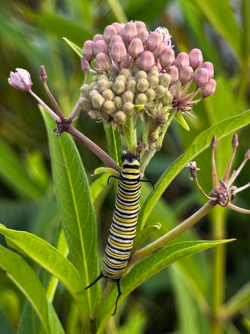 Its Toxins Protect Monarchs From Predators Its Toxins Protect Monarchs From Predators