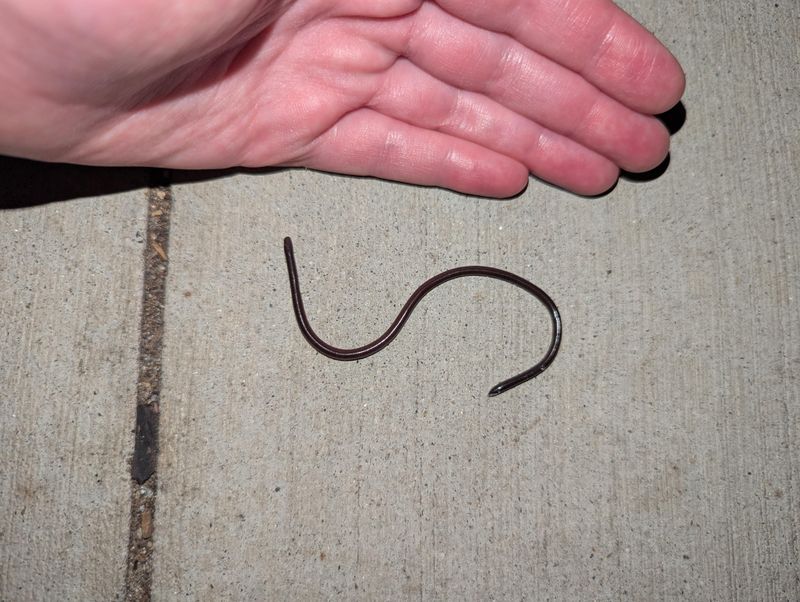 It's Usually Just 4 To 6 Inches Long