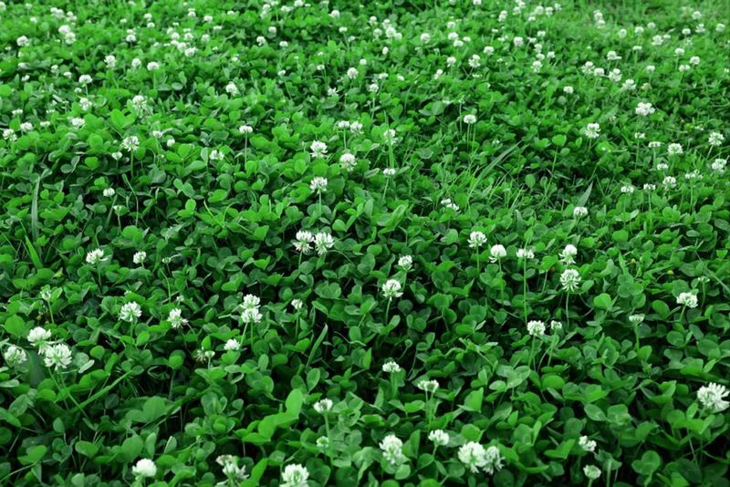 It's White Clover, Bred For Smaller Leaves And Lower Growth It's White Clover, Bred For Smaller Leaves And Lower Growth