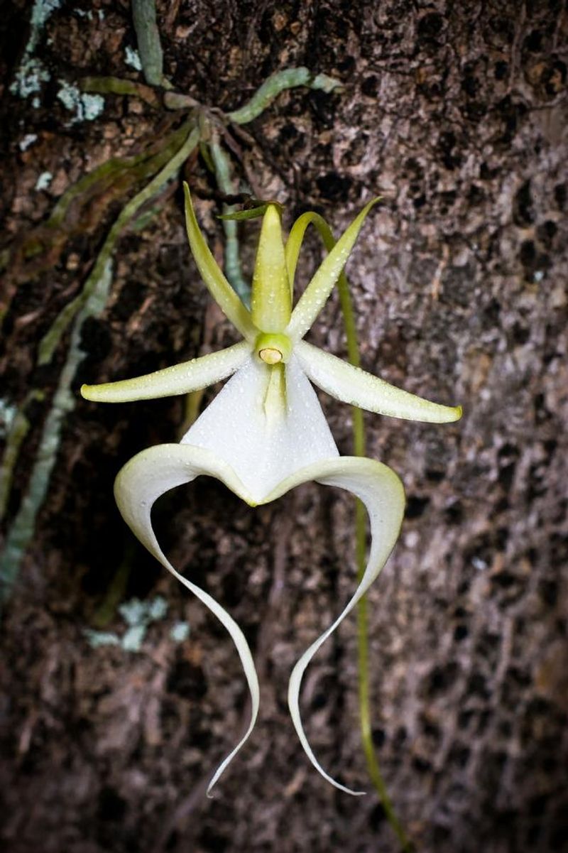 Its White Flowers Appear Between June And August