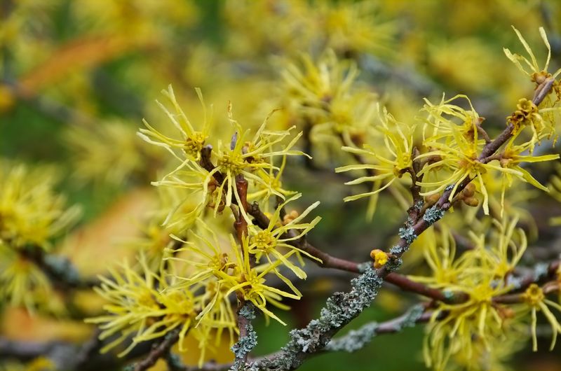 Its Witch Hazels Supply Botanical Gardens Across The Country