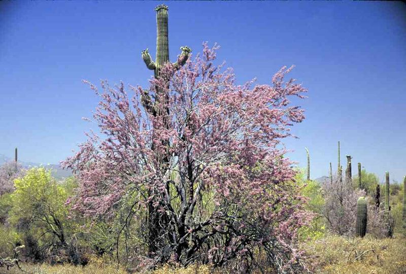 Its ecological value goes beyond shade