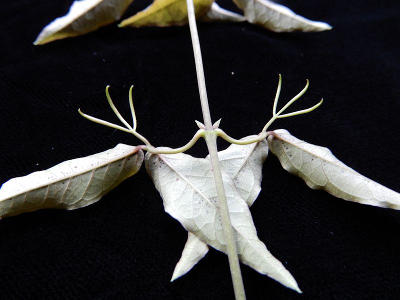 Its sharp hooks are tendrils, not true spines