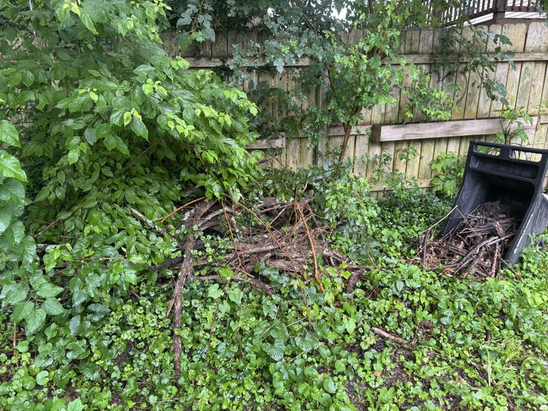 Ivy Shelters Both Snakes And Their Prey