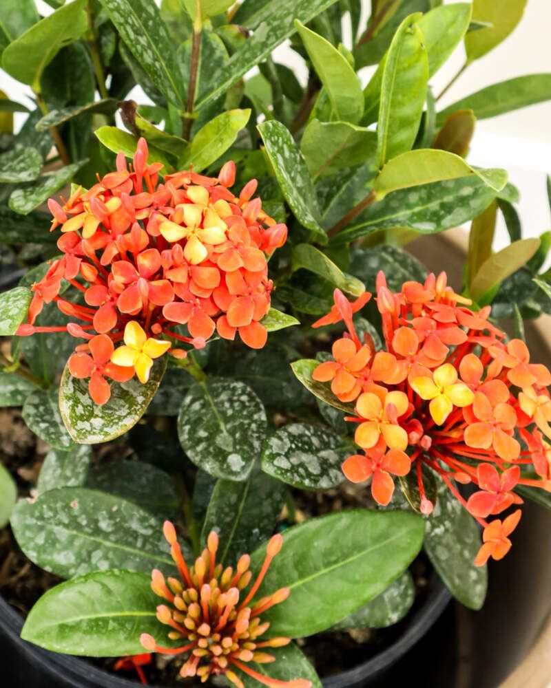 Ixora Shivers Way Above Freezing