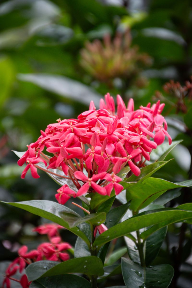 Ixora Ixora