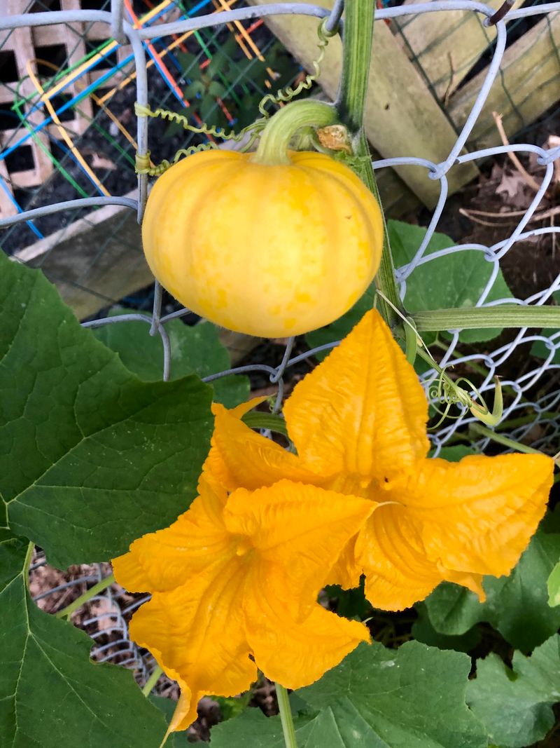 Jack Be Little Produces Palm-Sized Pumpkins For Fall Displays
