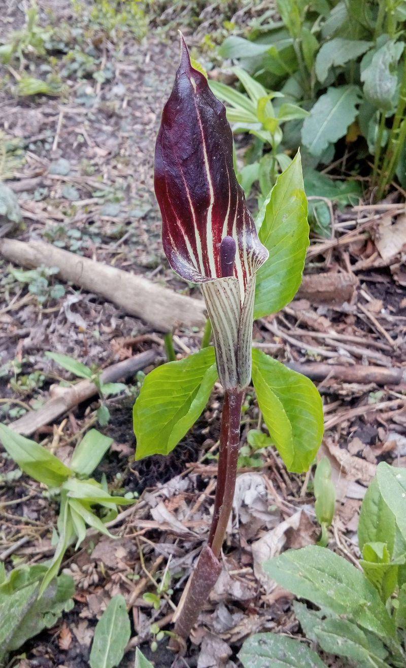 Jack-In-The-Pulpit Hides A Secret Under Its Hood Jack-In-The-Pulpit Hides A Secret Under Its Hood