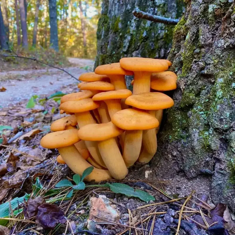 Jack-O'-Lantern Mushroom (Omphalotus Illudens) Jack-O'-Lantern Mushroom (Omphalotus Illudens)
