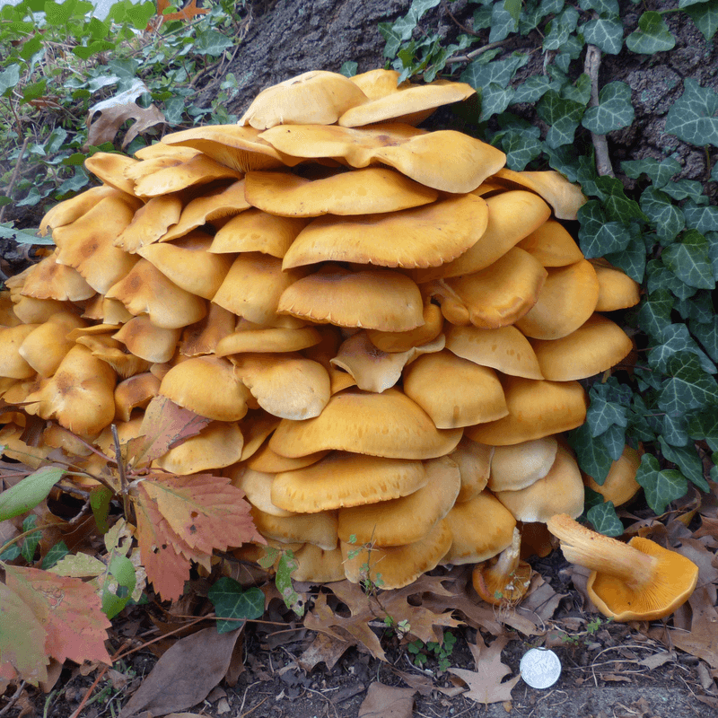 Jack-O'-Lantern Mushroom