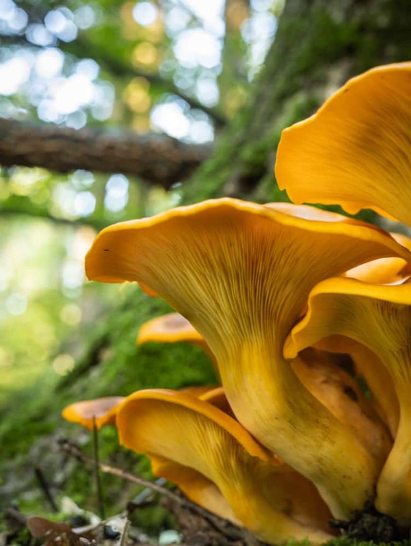 Jack-O’-Lantern Mushrooms Glow Orange But Make People Sick Jack-O’-Lantern Mushrooms Glow Orange But Make People Sick