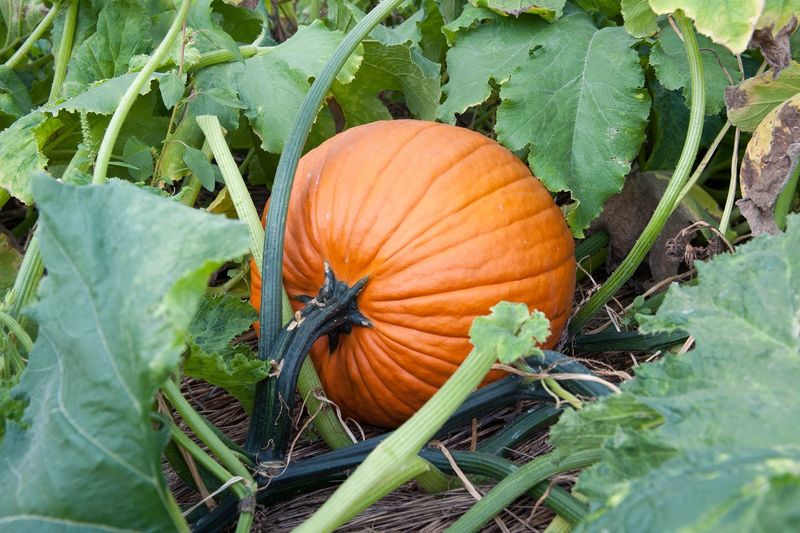 Jack-O’-Lantern Pumpkins Once They’re Uniformly Orange