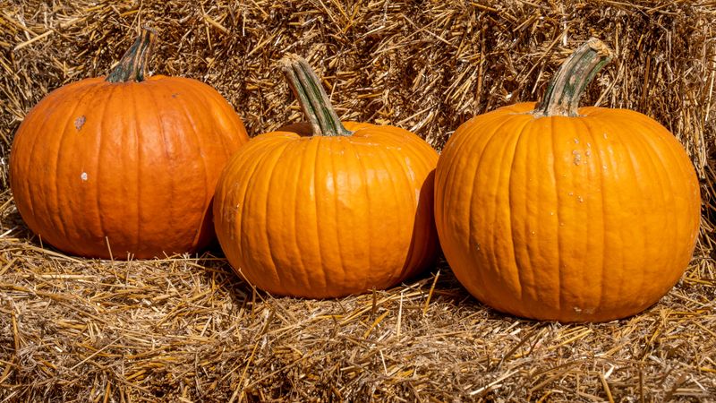 Jack-O'-Lantern Pumpkins Ready For Carving