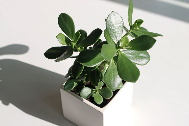 Jade Plant Is Toxic To Cats And Dogs Jade Plant Is Toxic To Cats And Dogs