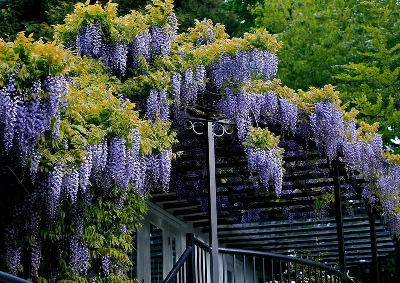 Japanese And Chinese Wisteria, Beautiful And Aggressive Japanese And Chinese Wisteria, Beautiful And Aggressive