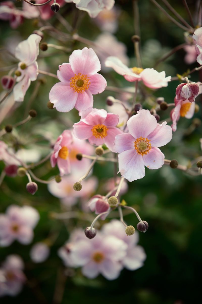Japanese Anemones For Graceful Shady Corners Japanese Anemones For Graceful Shady Corners
