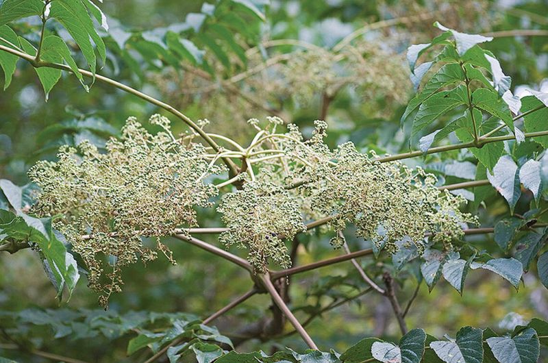 Japanese Angelica Tree Also Makes The List Japanese Angelica Tree Also Makes The List