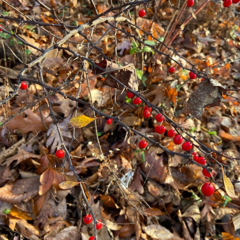 Japanese Barberry, A Hedge Favorite Now Flagged Japanese Barberry, A Hedge Favorite Now Flagged