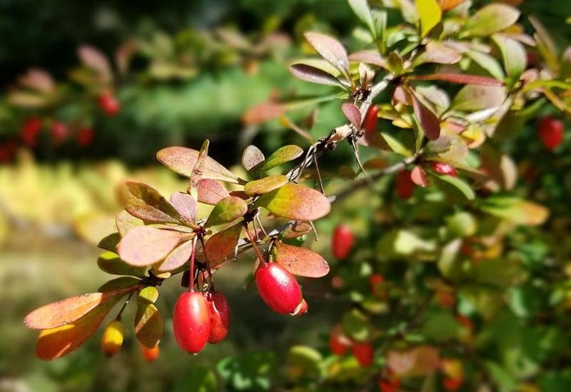 Japanese Barberry Already Rates As Invasive